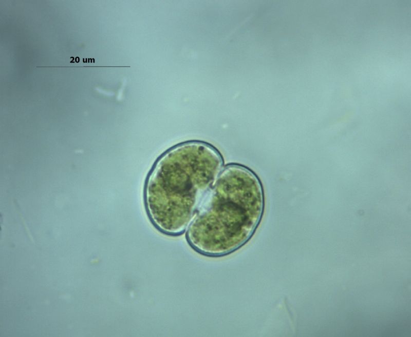 Cosmarium sp.